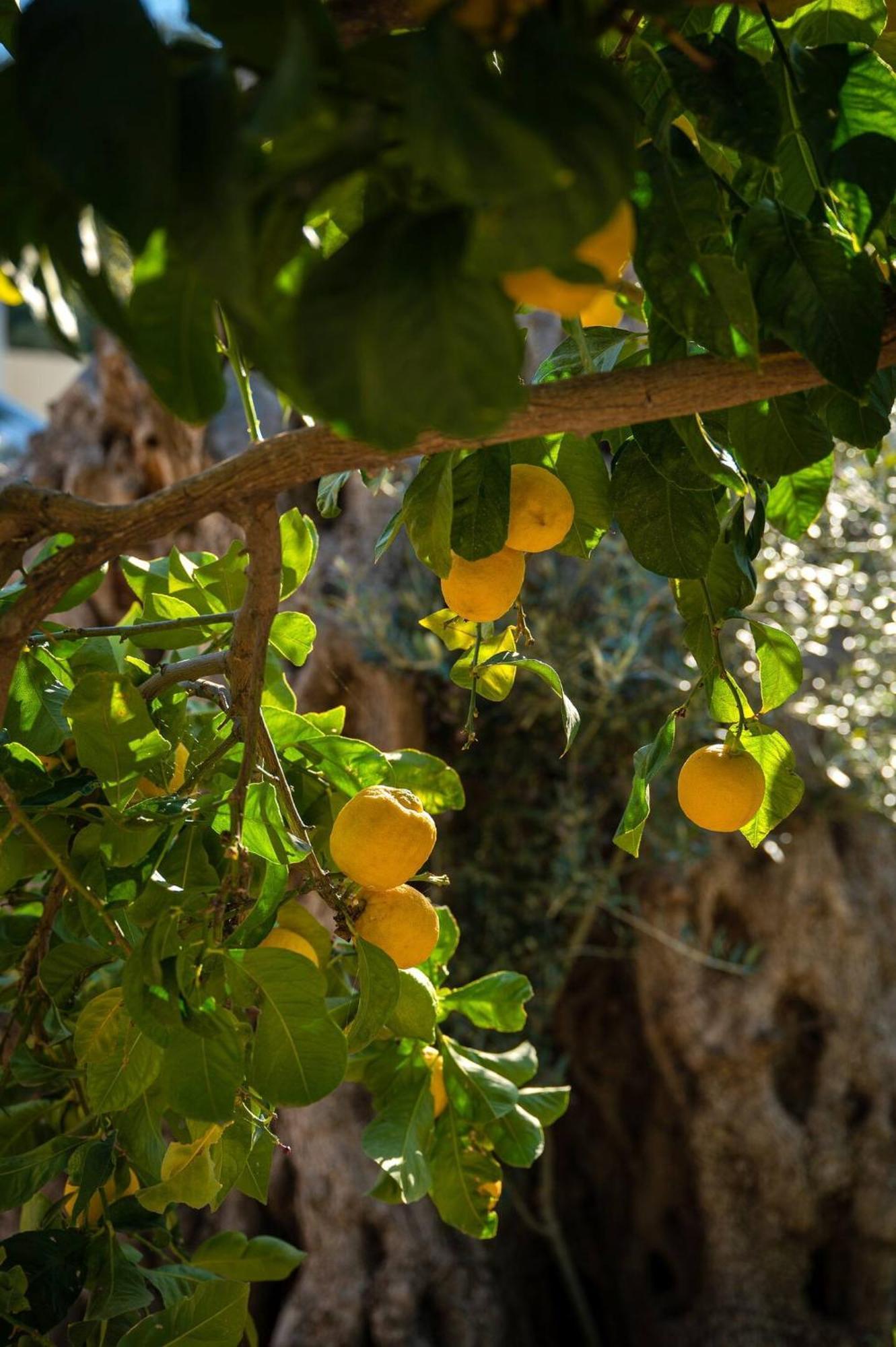 Physis Country House 2 Near Matala Beach & Faistos Kouses Bagian luar foto